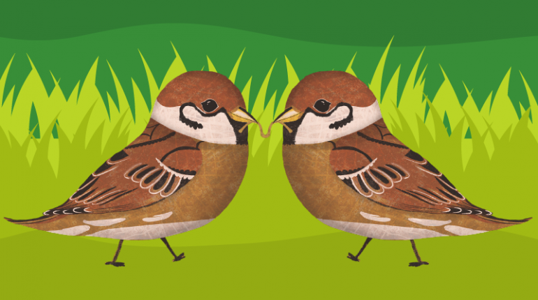 Two sparrows eating worms
